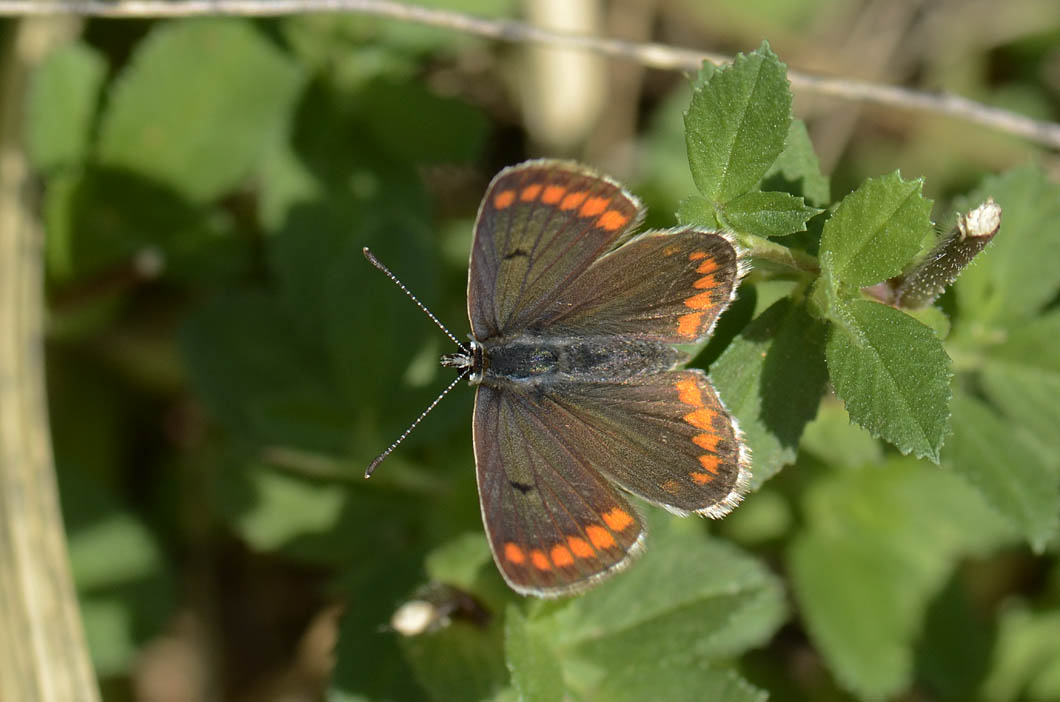 Lycaenidae (sul piccolo) da id. - Aricia agestis